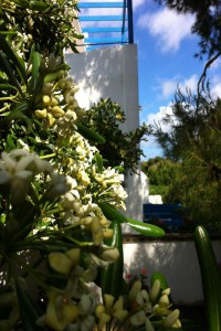 Pitosforo in fioritura nel giardino