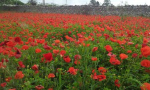 Campo di  papaveri